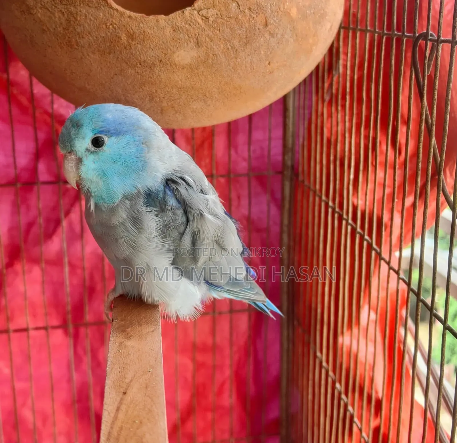 Forpus Bird