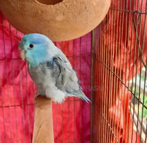 Forpus Bird