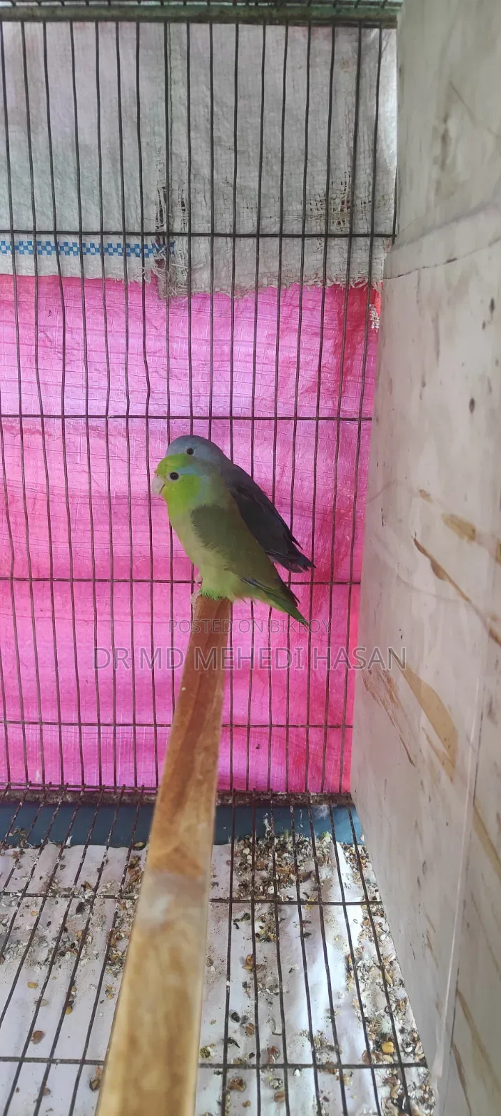 Forpus Bird