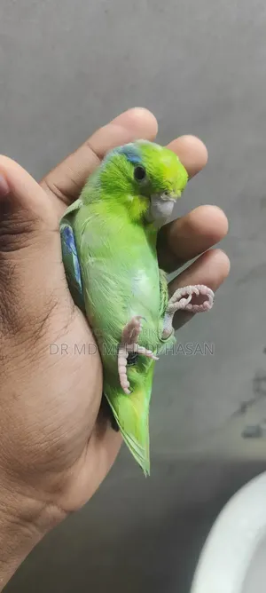 Forpus Bird
