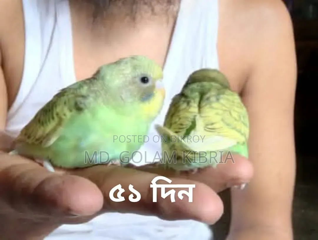 Budgerigar Self-Feed Baby