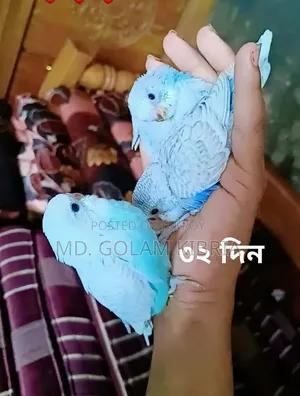 Budgerigar Self-Feed Baby