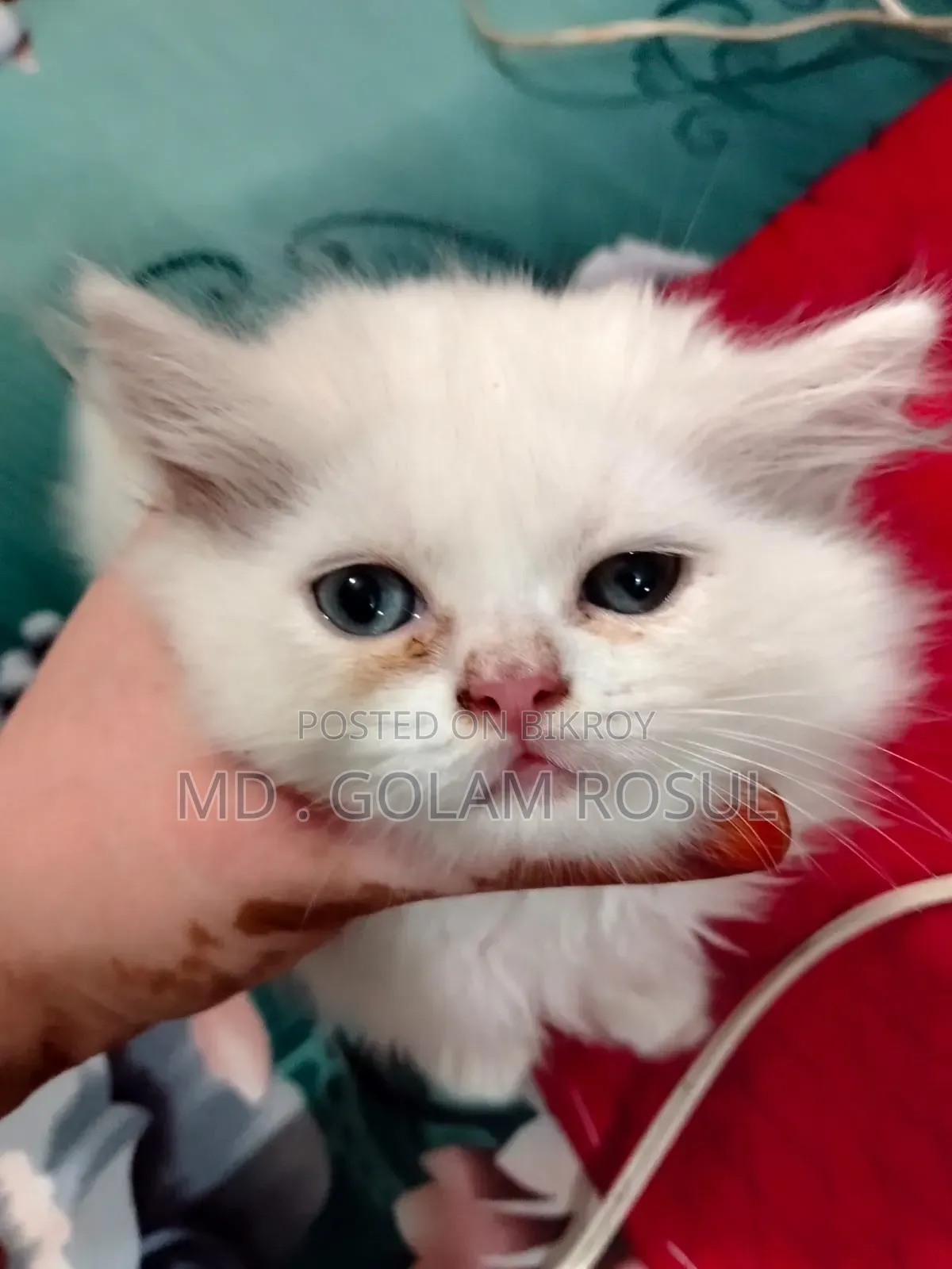 1-3 Months Female Purebred Persian