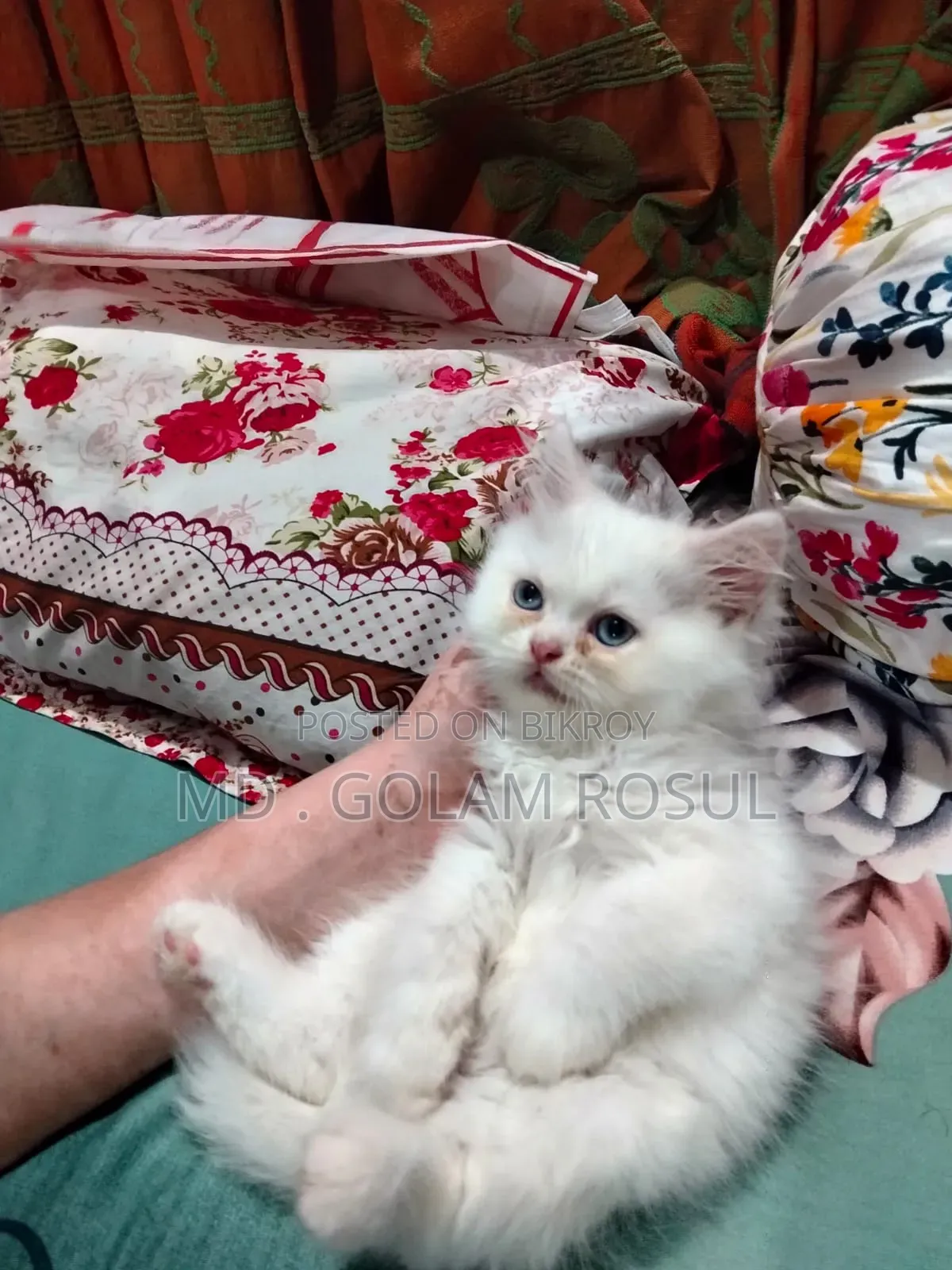 1-3 Months Female Purebred Persian
