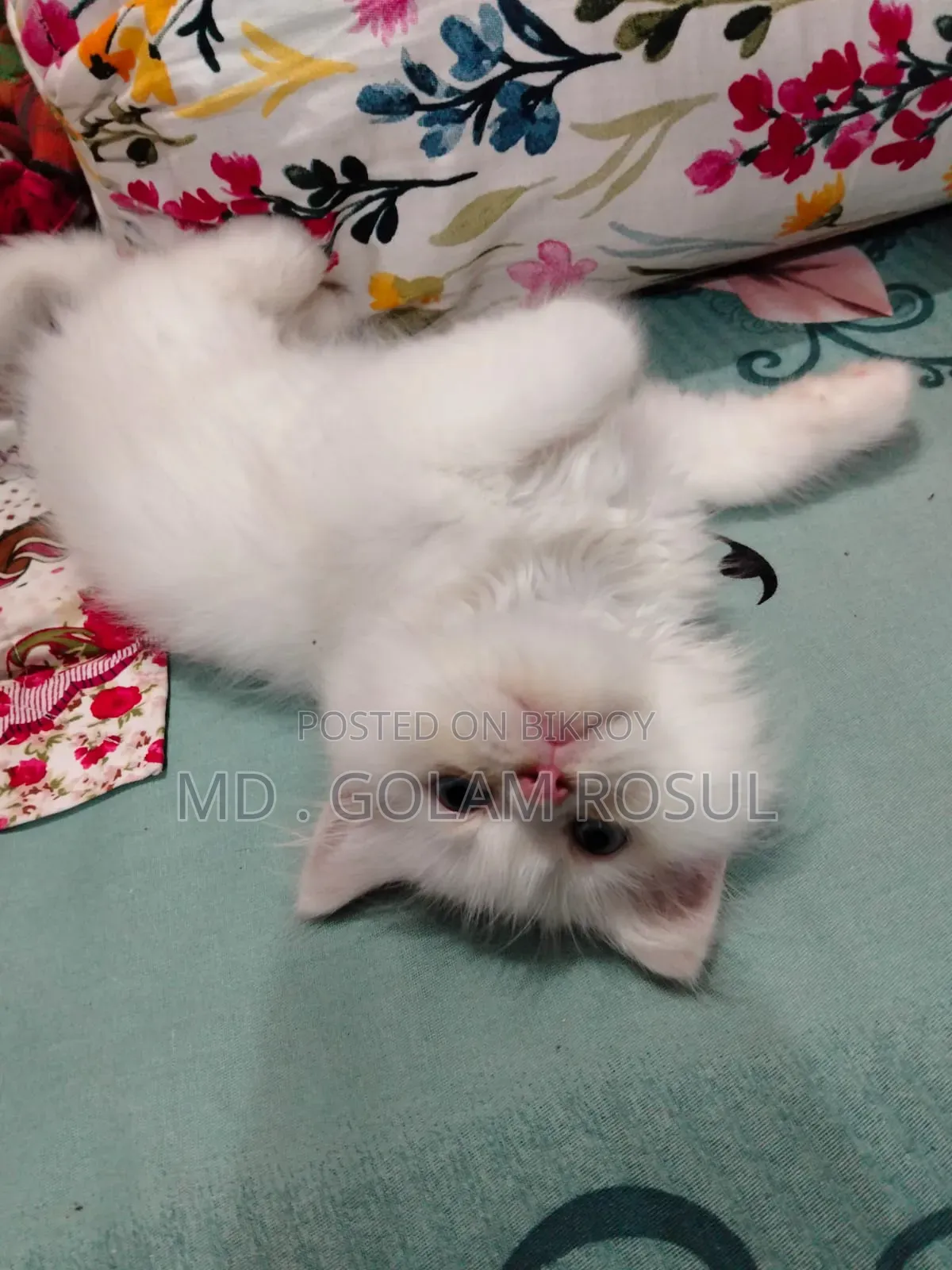 1-3 Months Female Purebred Persian