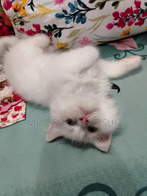 1-3 Months Female Purebred Persian