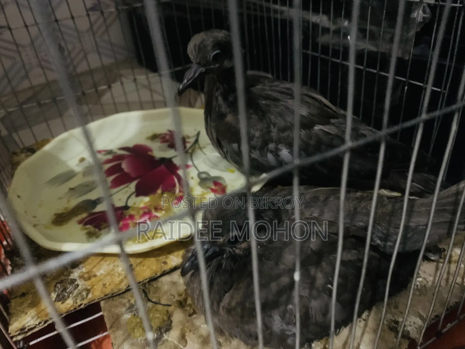 You can tame Dove birds
