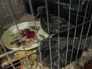 You can tame Dove birds