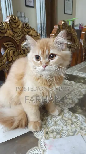 3-6 Month Old Male Purebred Persian Cat