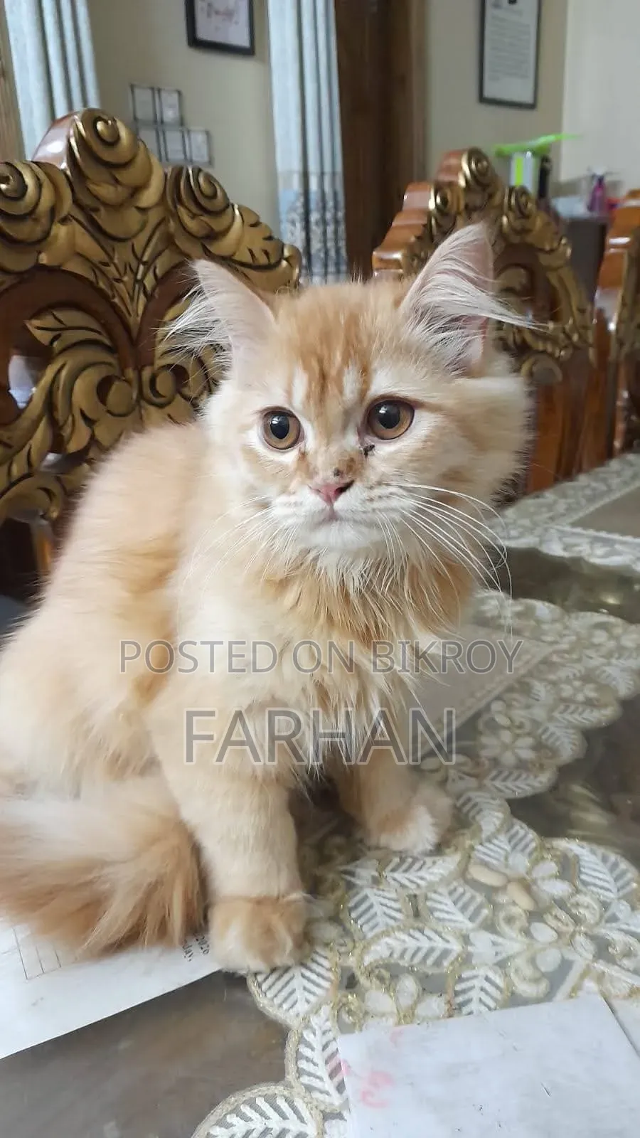 3-6 Month Old Male Purebred Persian Cat
