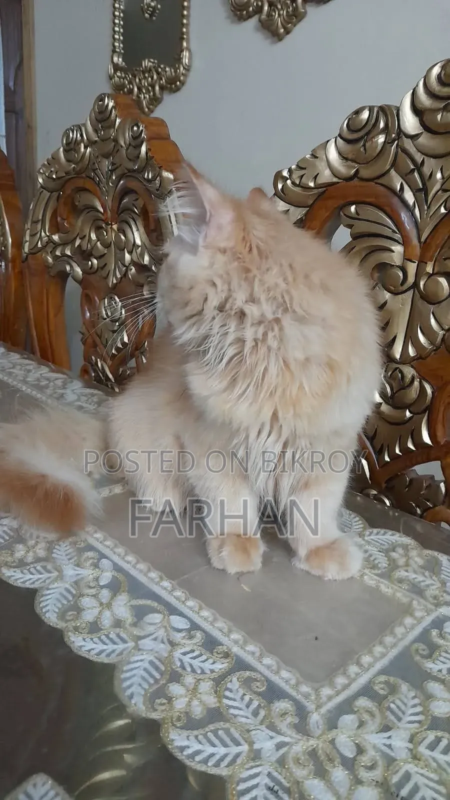 3-6 Month Old Male Purebred Persian Cat