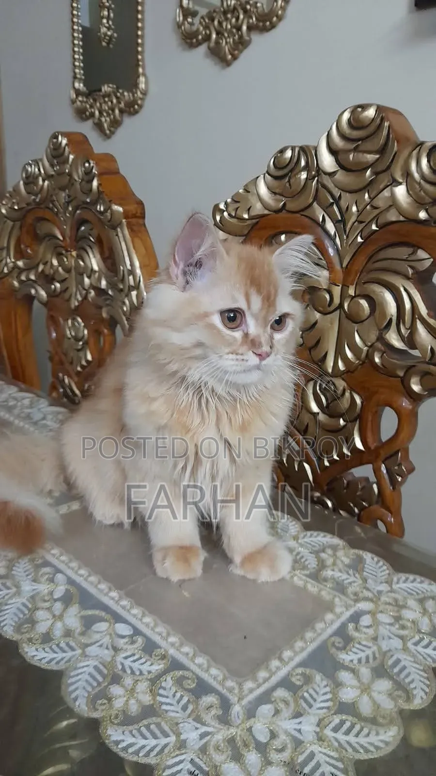 3-6 Month Old Male Purebred Persian Cat