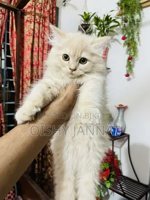1-3 Months Female Purebred Persian