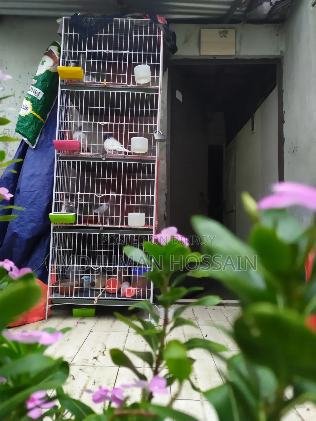 Pigeons Running Pair for Sale