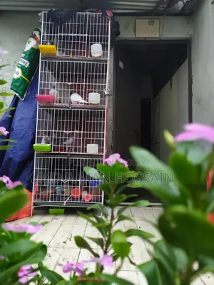 Pigeons Running Pair for Sale