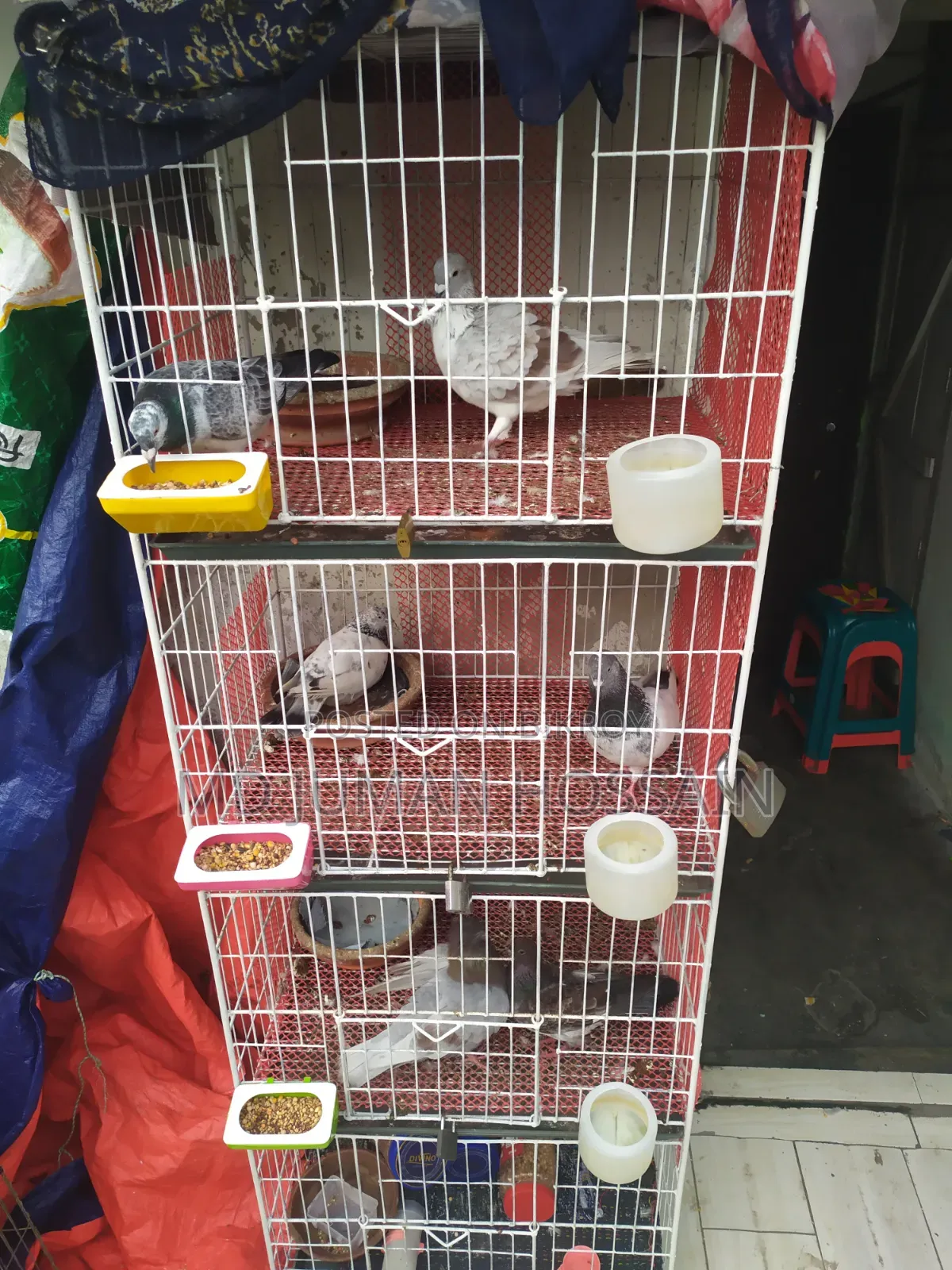 Pigeons Running Pair for Sale