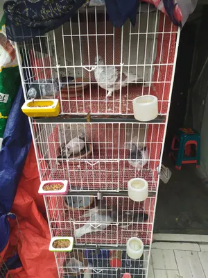 Pigeons Running Pair for Sale
