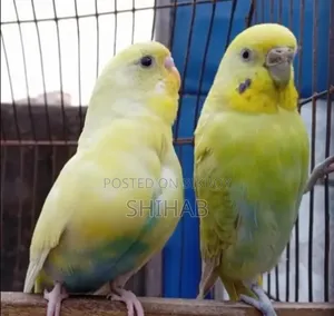 Budgerigar Bird