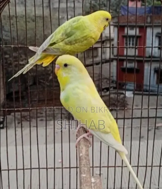 Budgerigar Bird