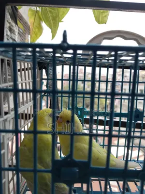 Budgerigar Bird