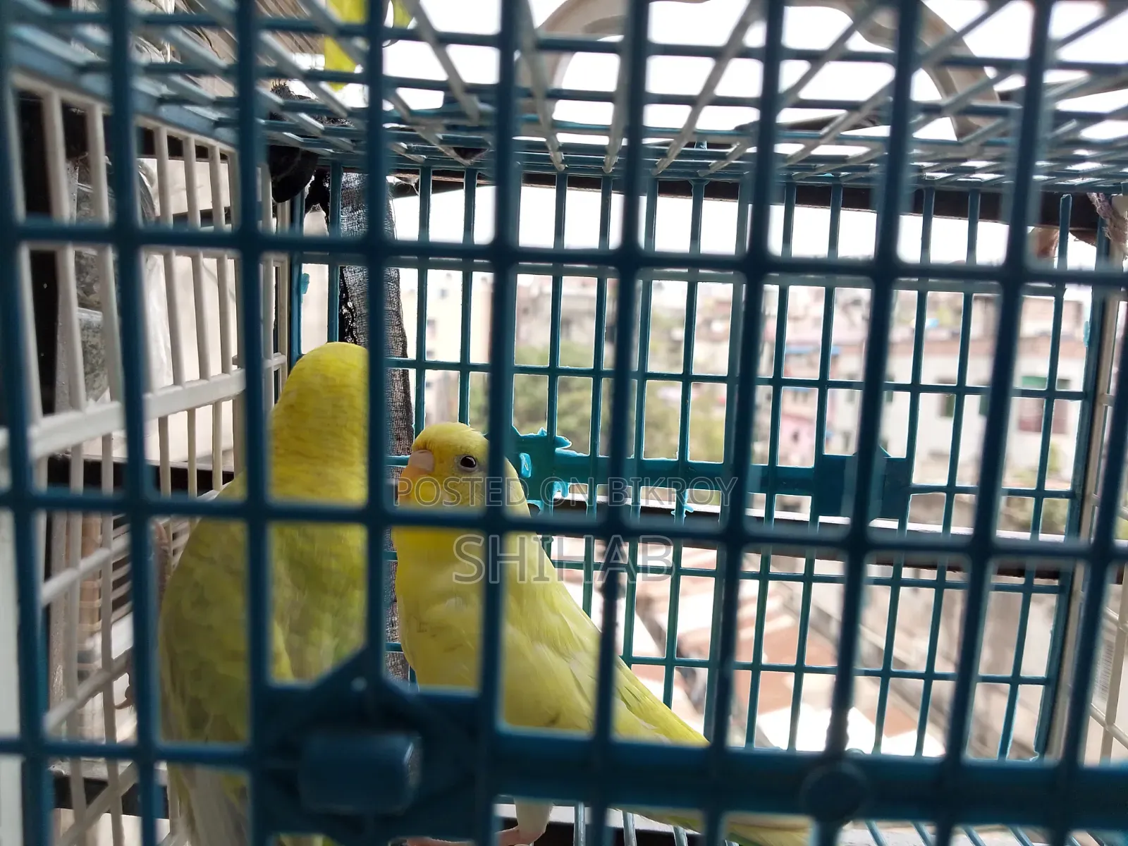 Budgerigar Bird