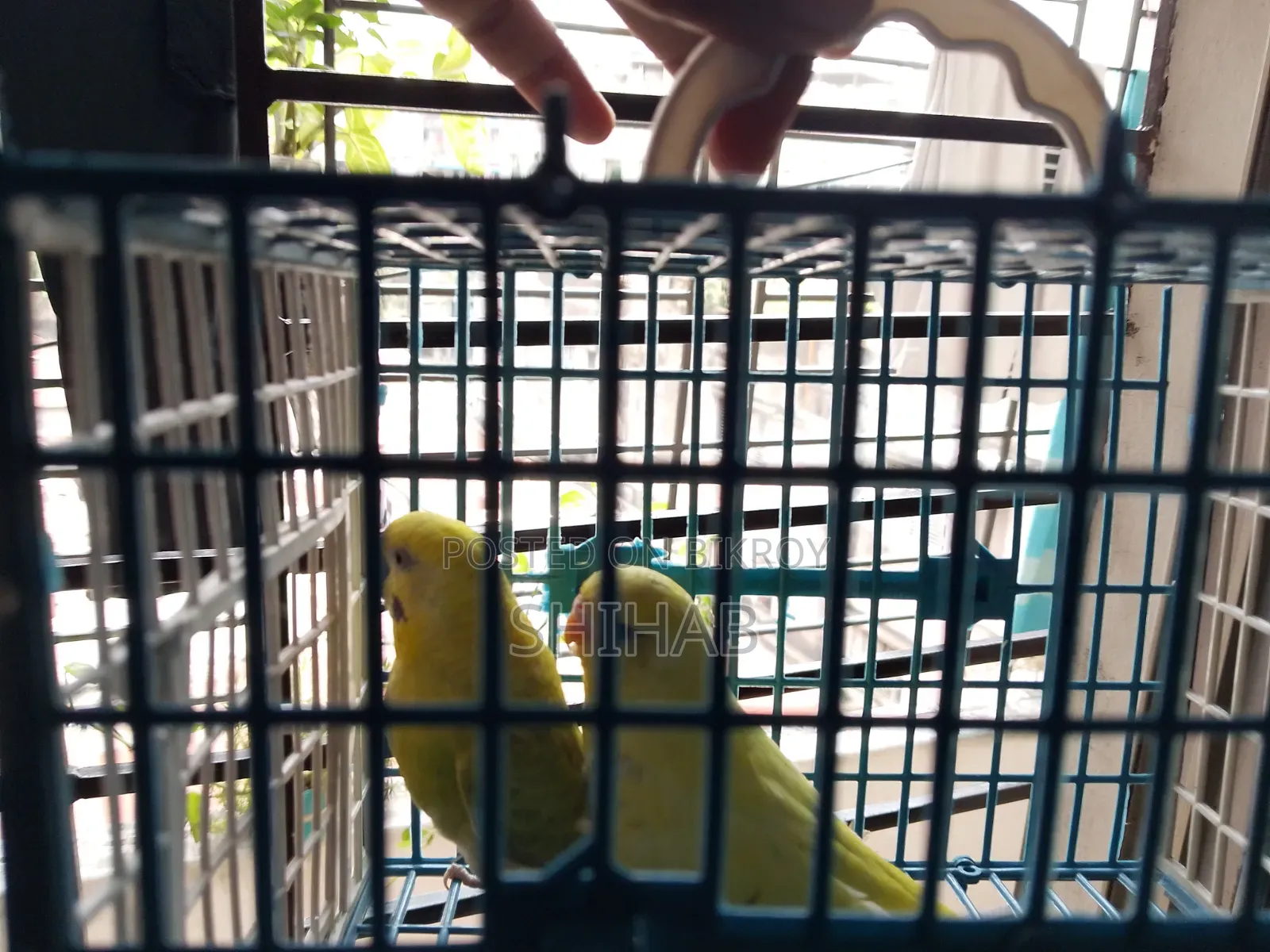 Budgerigar Bird