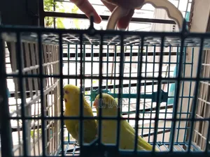 Budgerigar Bird