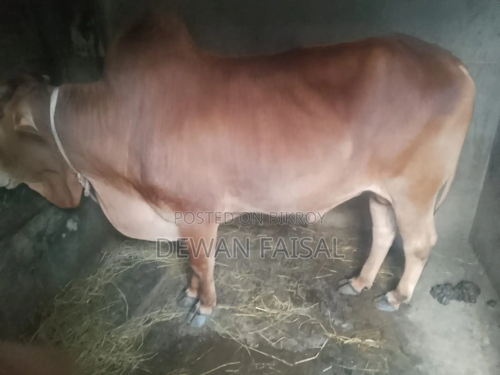 A Beautiful Cow for Qurbani