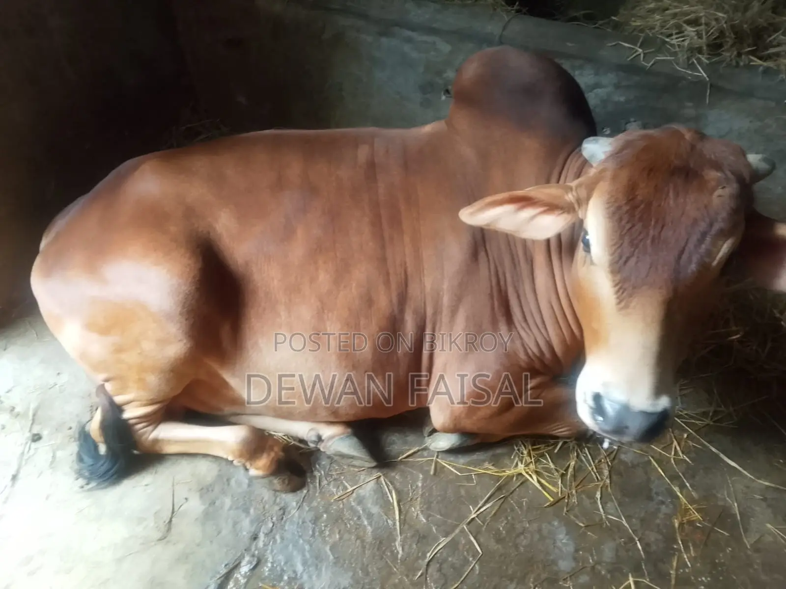 A Beautiful Cow for Qurbani