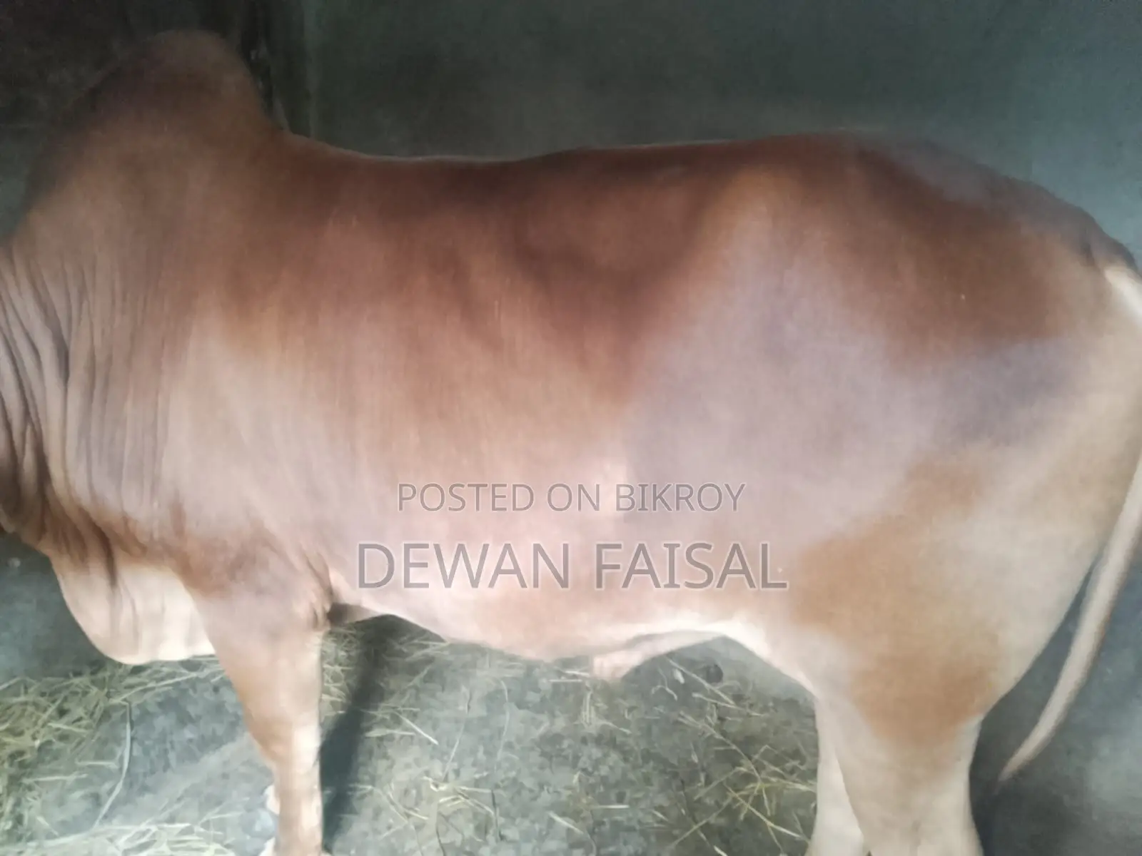 A Beautiful Cow for Qurbani