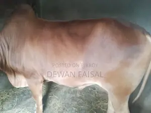 A Beautiful Cow for Qurbani