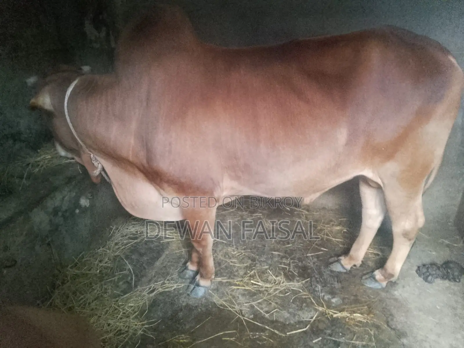 A Beautiful Cow for Qurbani