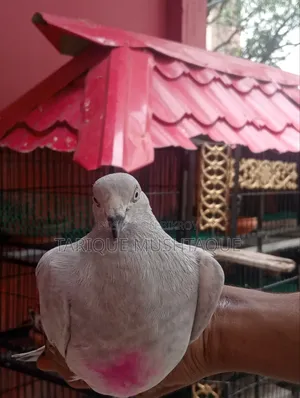 মাদি কবুতরটি এক্সচেঞ্জ করব