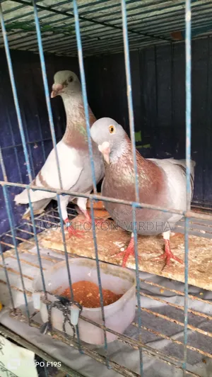 Pigeons for Sale