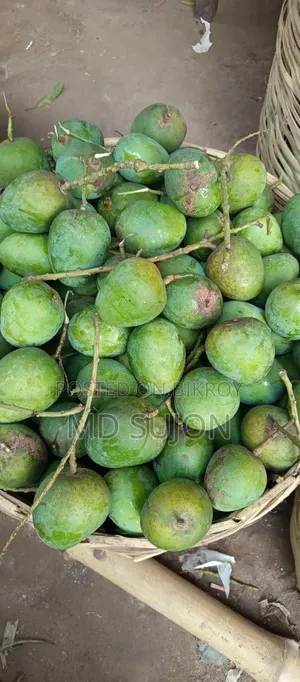 সাতক্ষীরার বিখ্যাত হিমসাগর আম