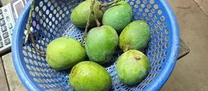 সাতক্ষীরার বিখ্যাত হিমসাগর আম