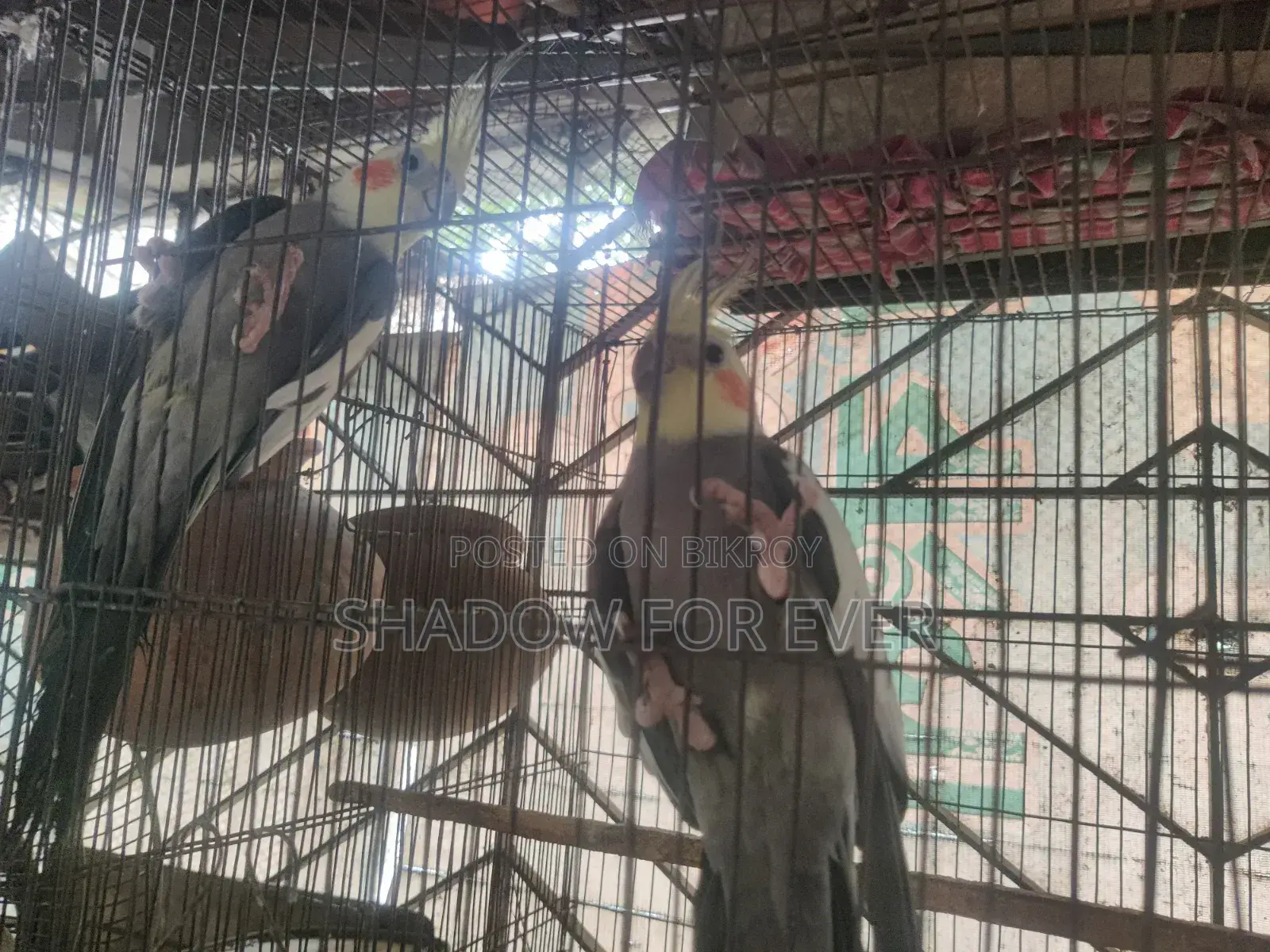 কথা বলা ১ জোড়া ককাটেল বিক্রির জন্য
