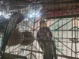 কথা বলা ১ জোড়া ককাটেল বিক্রির জন্য