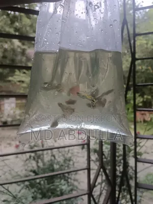 ফেন্সি মিক্স গাপ্পি