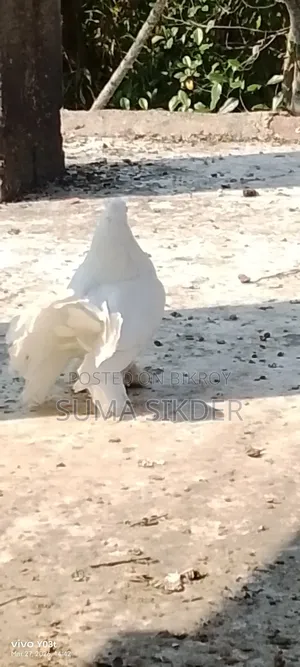 Mayuri Pigeon