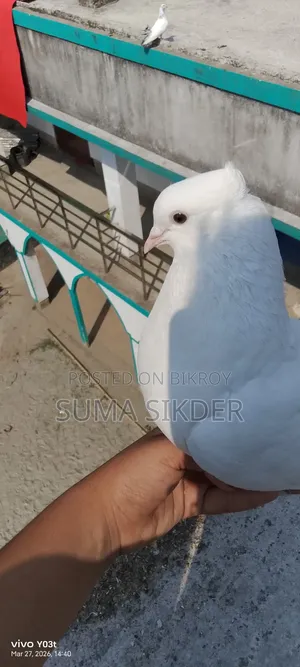 Mayuri Pigeon