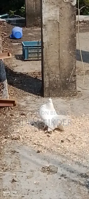 Mayuri Pigeon