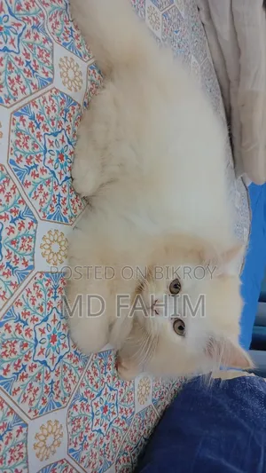 3-6 months Male Purebred Persian
