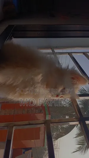 3-6 months Male Purebred Persian