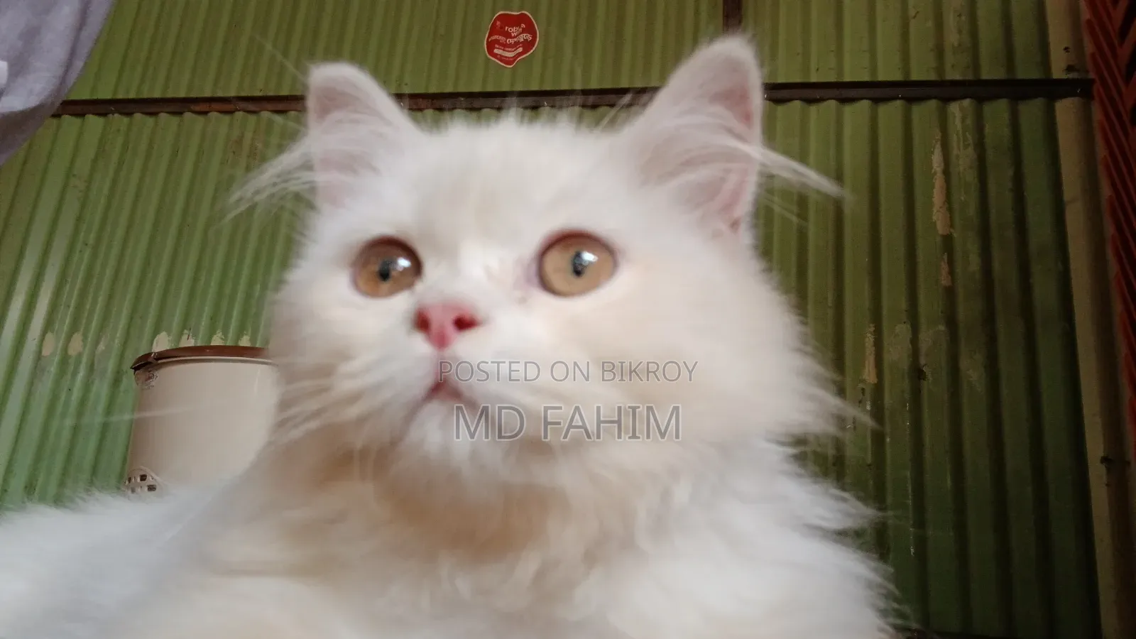 3-6 months Male Purebred Persian