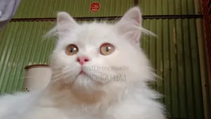 3-6 months Male Purebred Persian