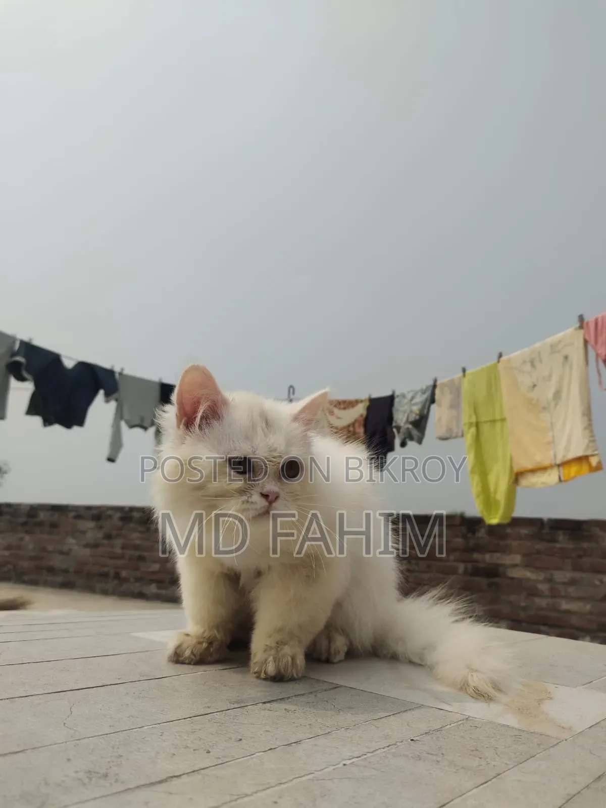 3-6 months Male Purebred Persian