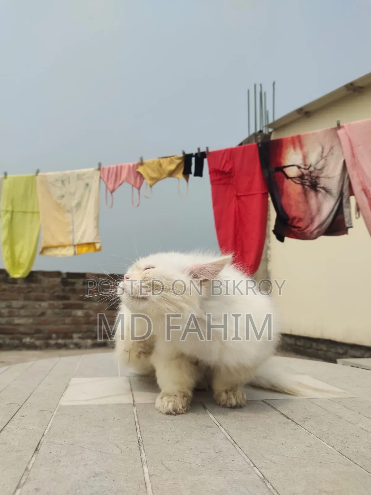 3-6 months Male Purebred Persian
