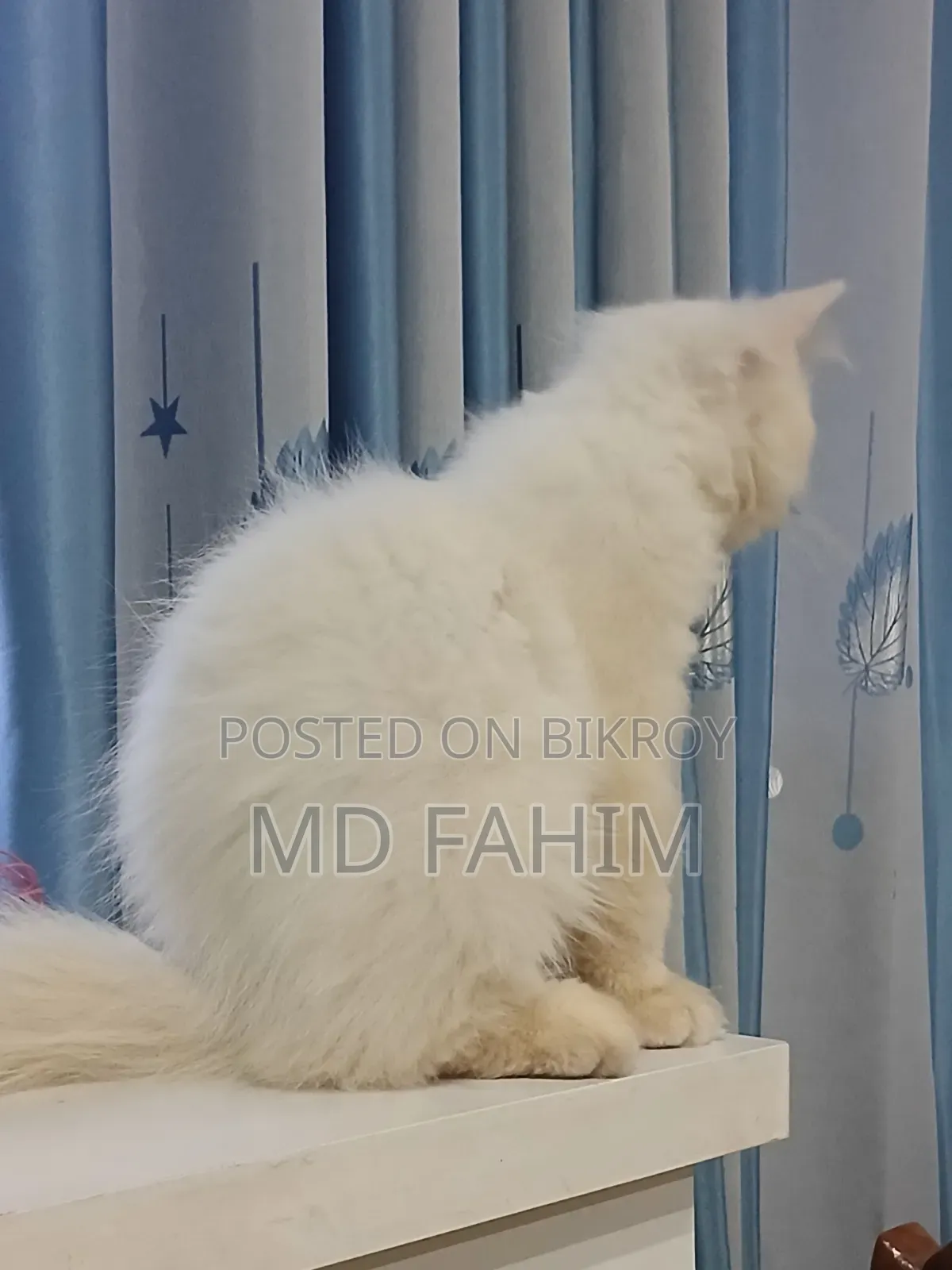 3-6 months Male Purebred Persian
