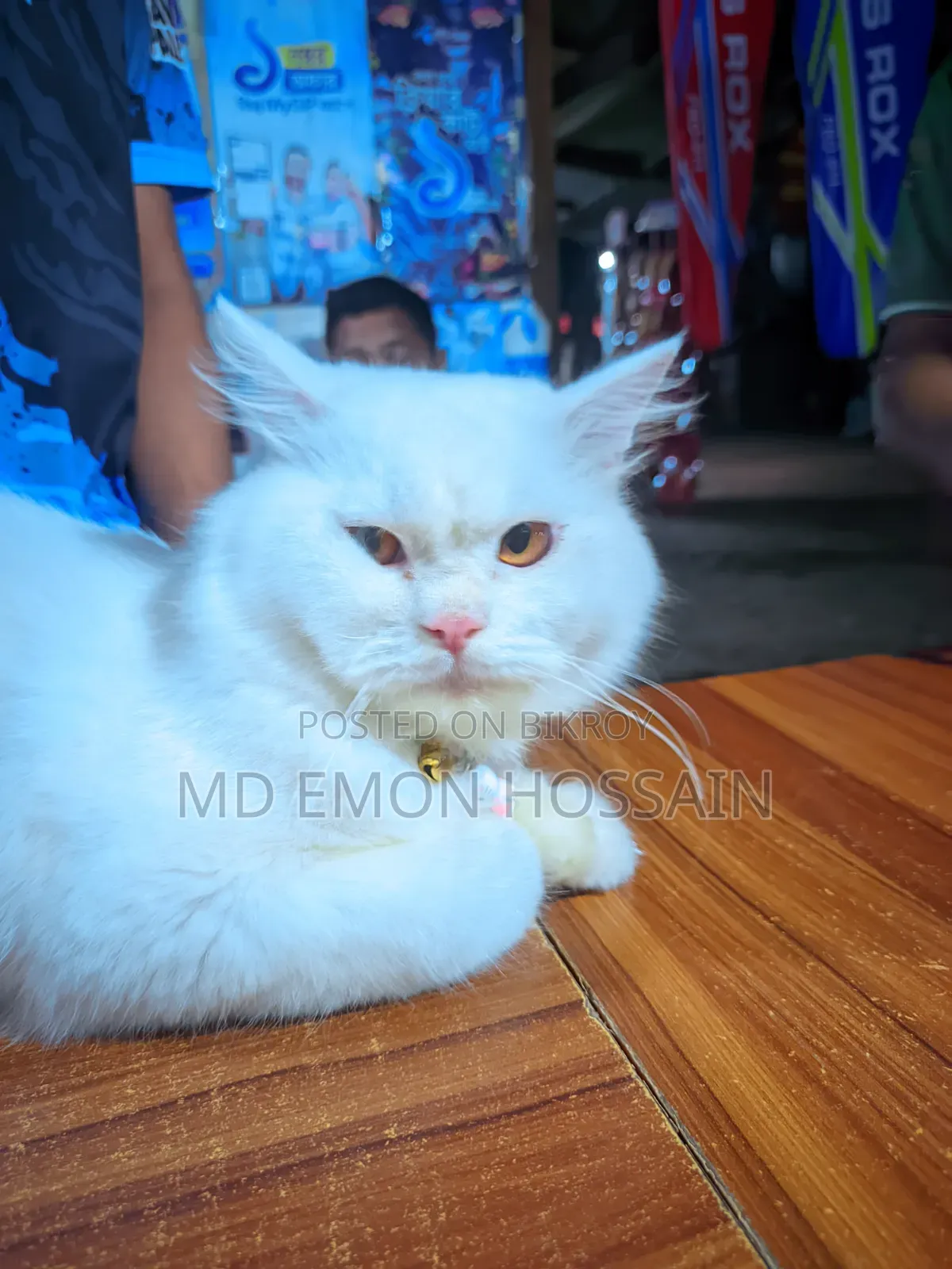 1+ Year Male Purebred Persian